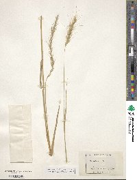 Elymus canadensis var. canadensis image