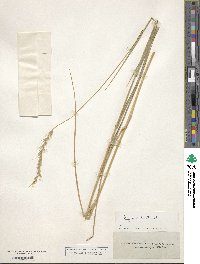 Elymus canadensis var. canadensis image