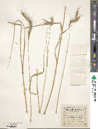 Elymus canadensis var. canadensis image