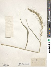 Elymus canadensis var. canadensis image