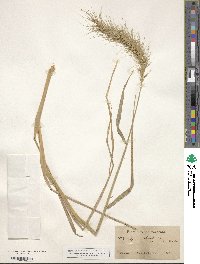 Elymus canadensis image