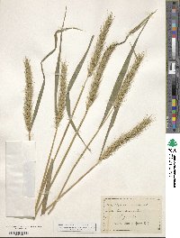 Elymus canadensis var. canadensis image