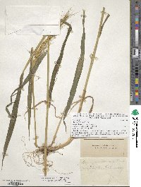 Elymus hystrix image