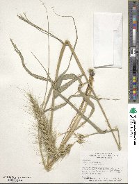 Elymus canadensis image