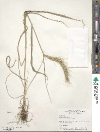 Elymus canadensis image