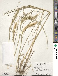 Elymus canadensis image