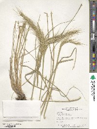 Elymus canadensis image