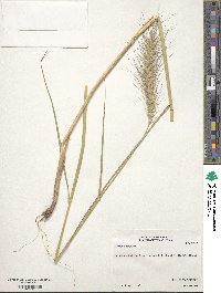 Elymus canadensis var. canadensis image