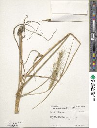 Elymus canadensis var. canadensis image