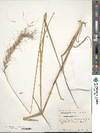 Elymus canadensis image