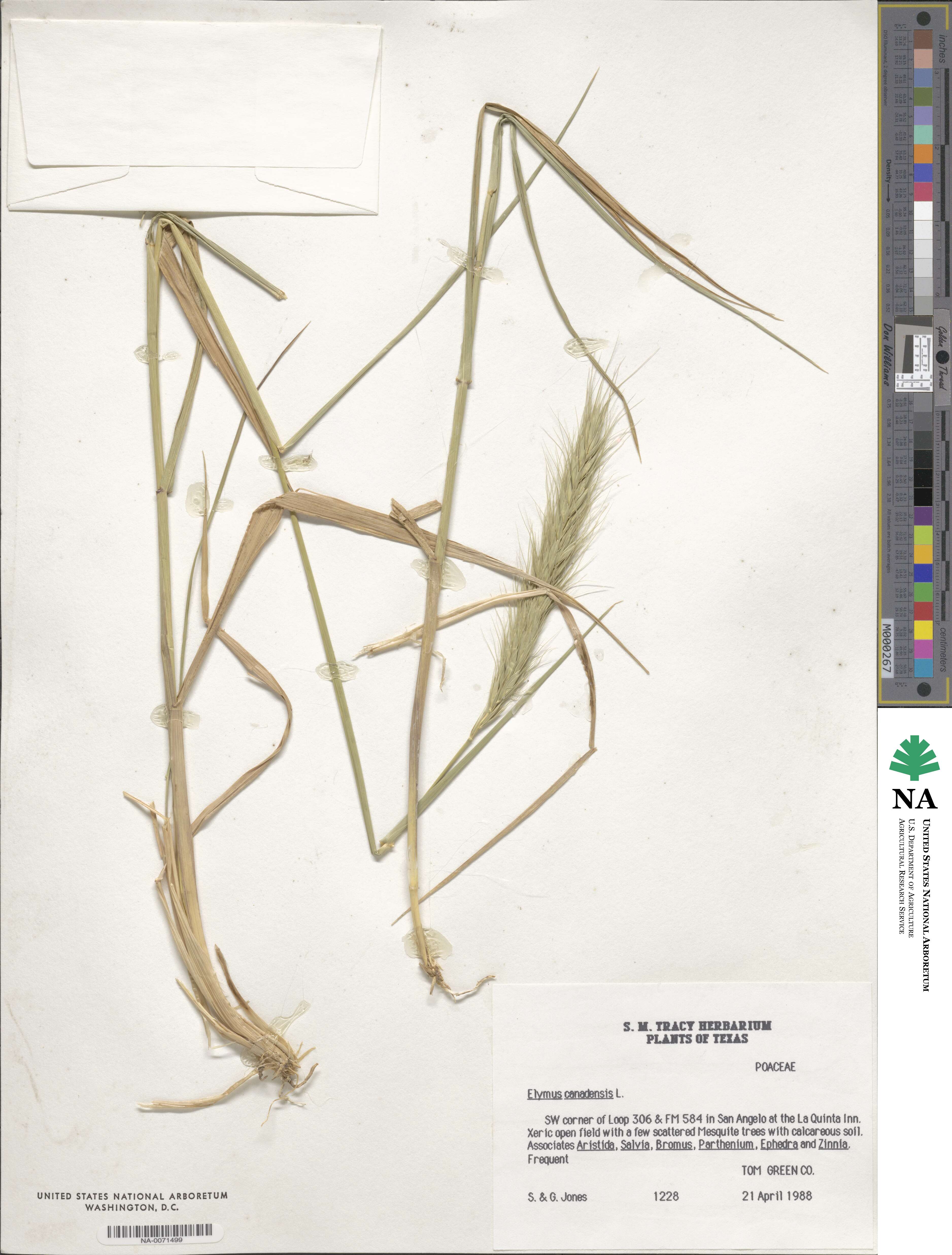 Elymus canadensis var. canadensis image