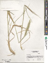 Elymus canadensis image