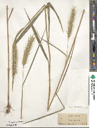 Elymus canadensis var. canadensis image