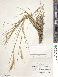 Elymus canadensis var. canadensis image