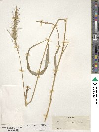 Elymus canadensis image