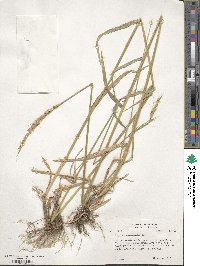 Elymus canadensis var. canadensis image