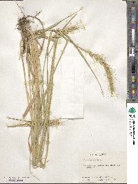 Elymus canadensis image