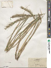 Elymus canadensis var. canadensis image