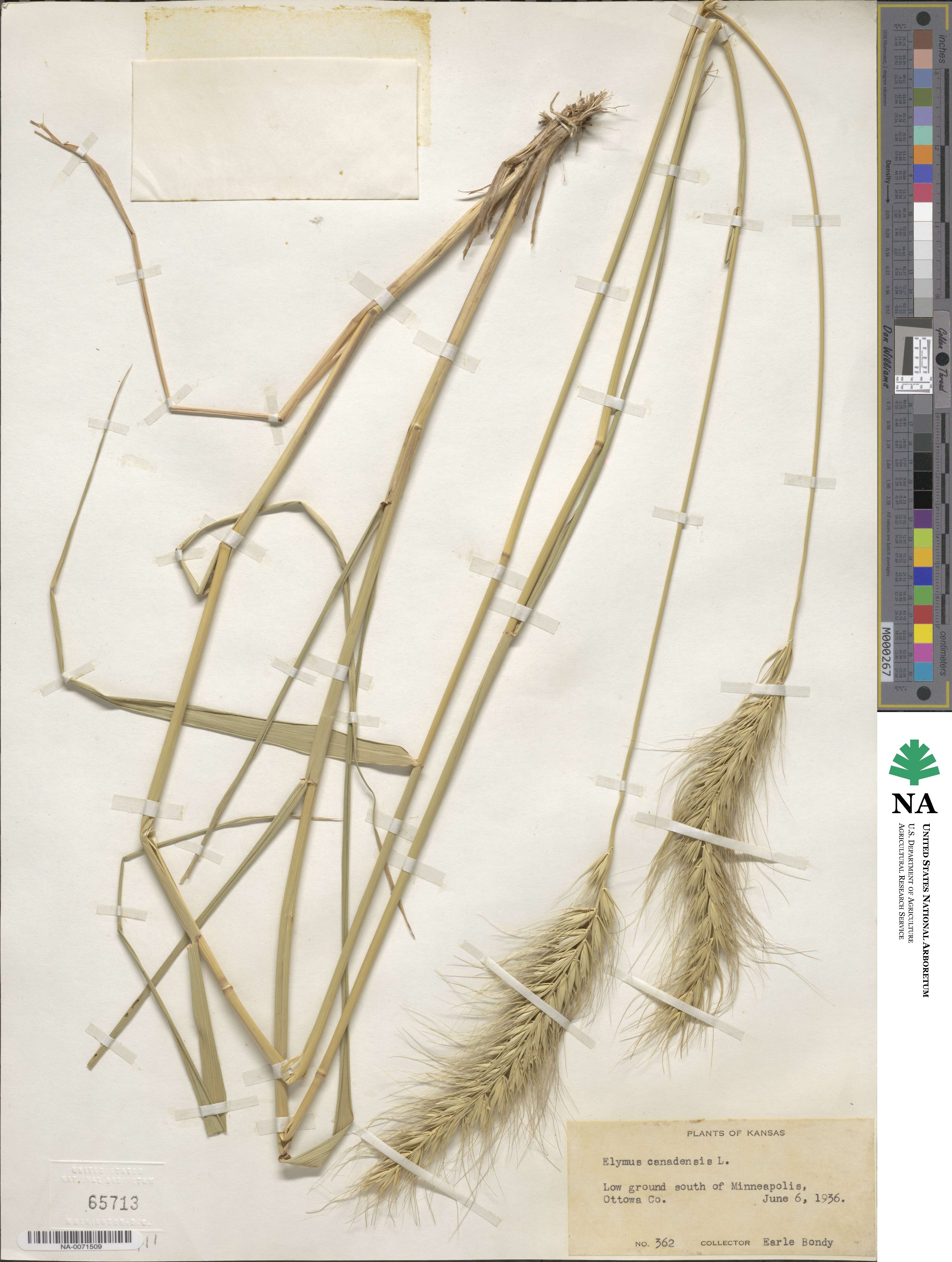 Elymus canadensis image