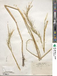 Elymus canadensis image