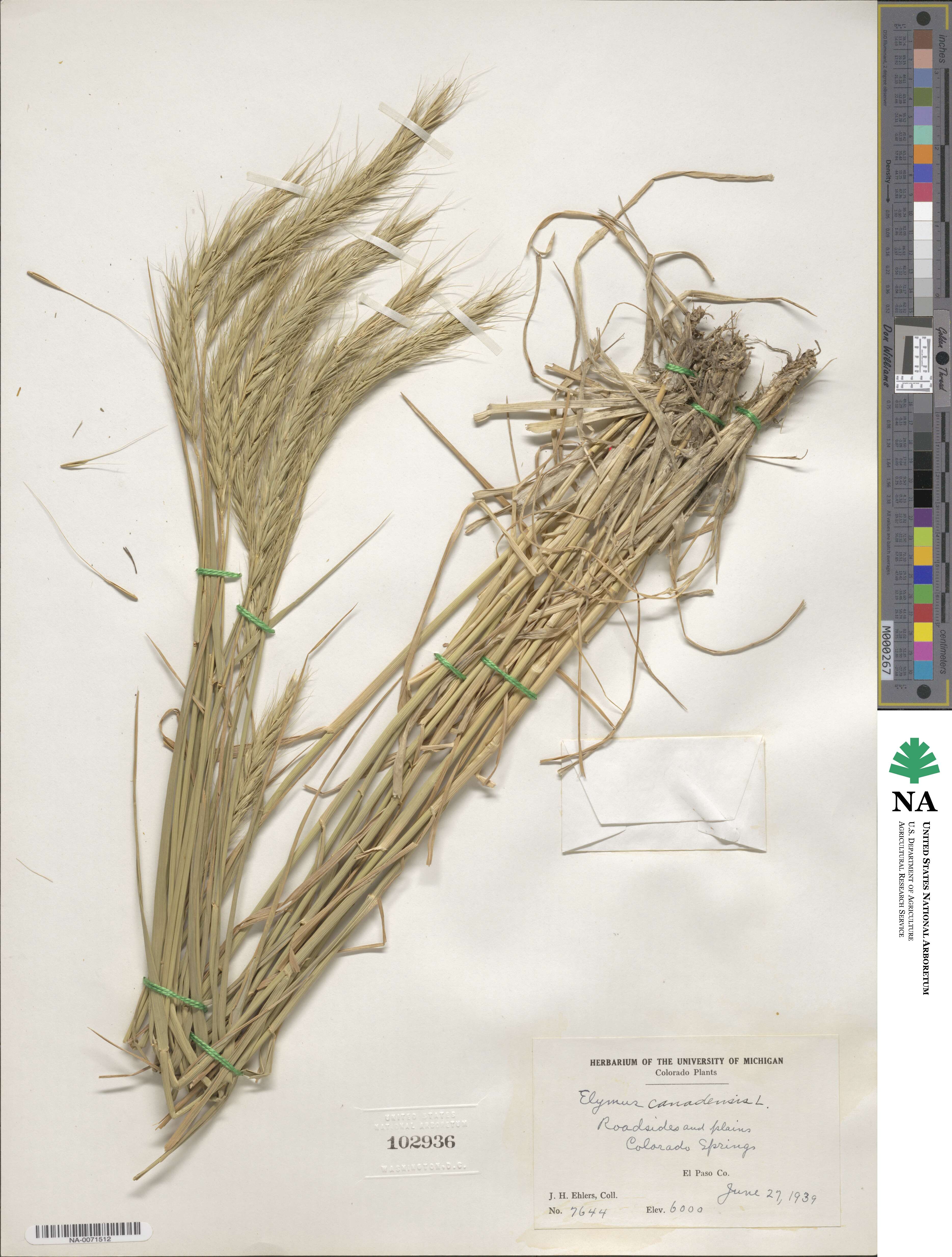 Elymus canadensis image