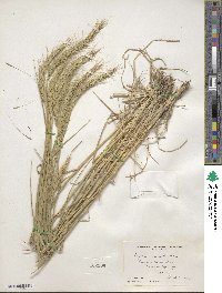 Elymus canadensis var. canadensis image