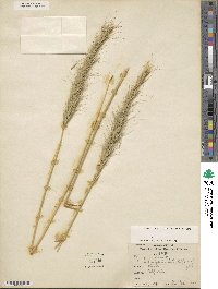 Elymus canadensis image