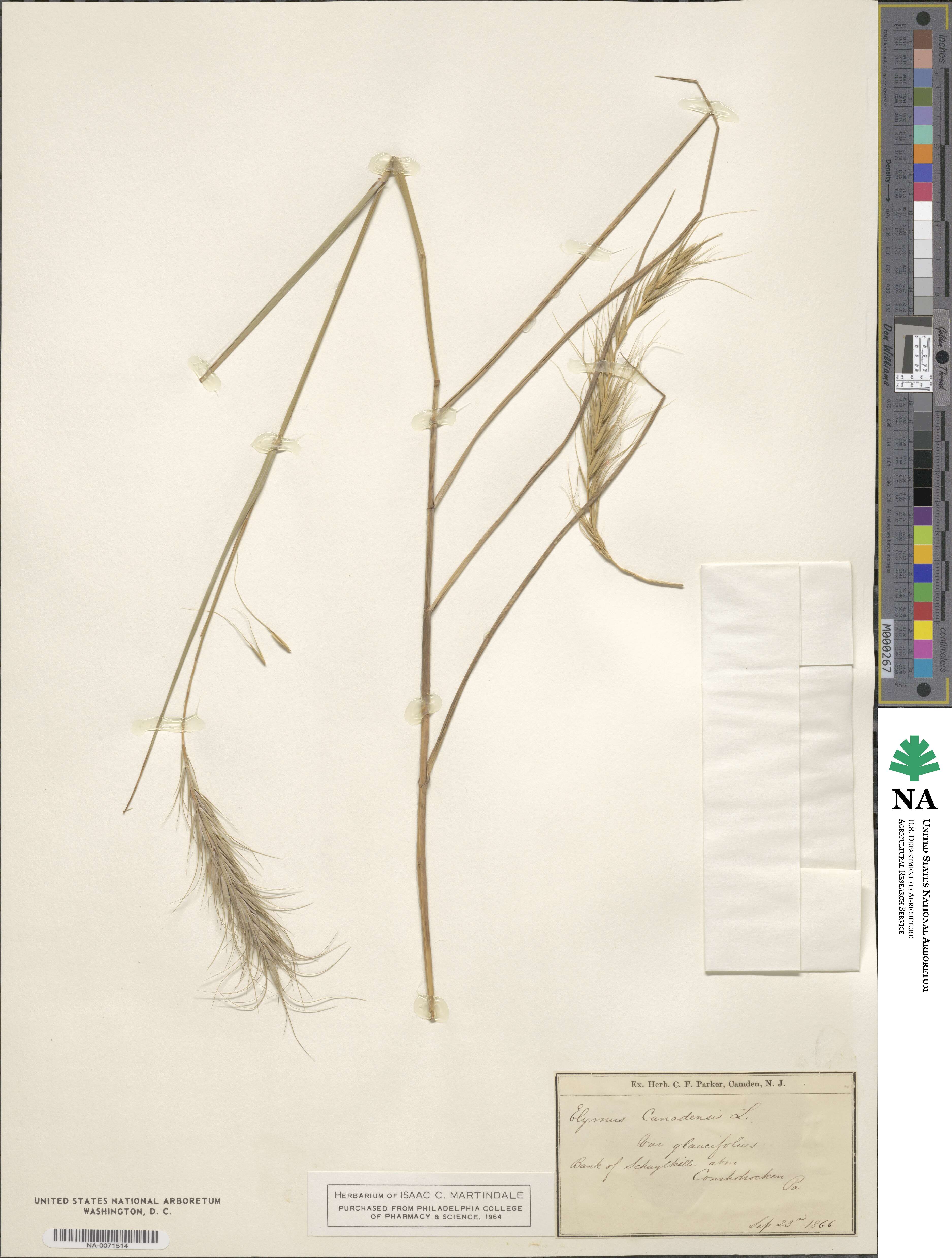 Elymus canadensis image