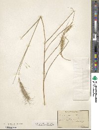 Elymus canadensis var. canadensis image