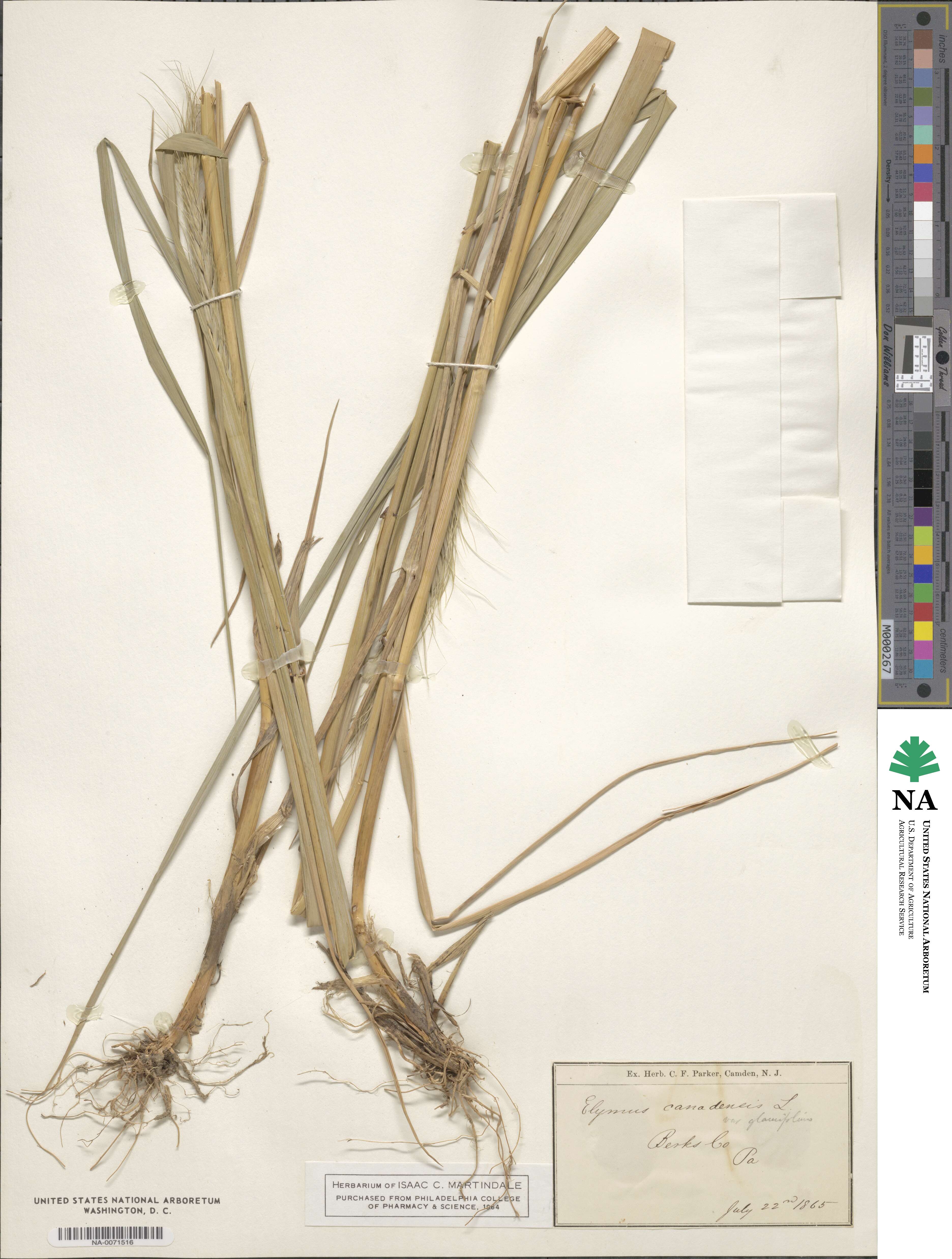 Elymus canadensis var. canadensis image