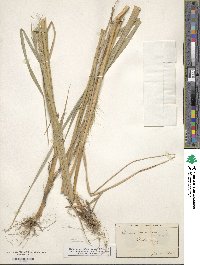 Elymus canadensis var. canadensis image