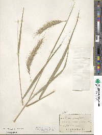 Elymus canadensis var. canadensis image