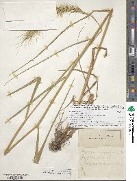 Elymus canadensis image