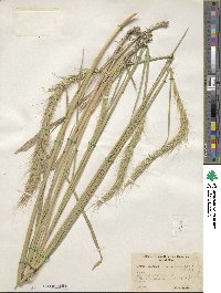 Elymus canadensis image