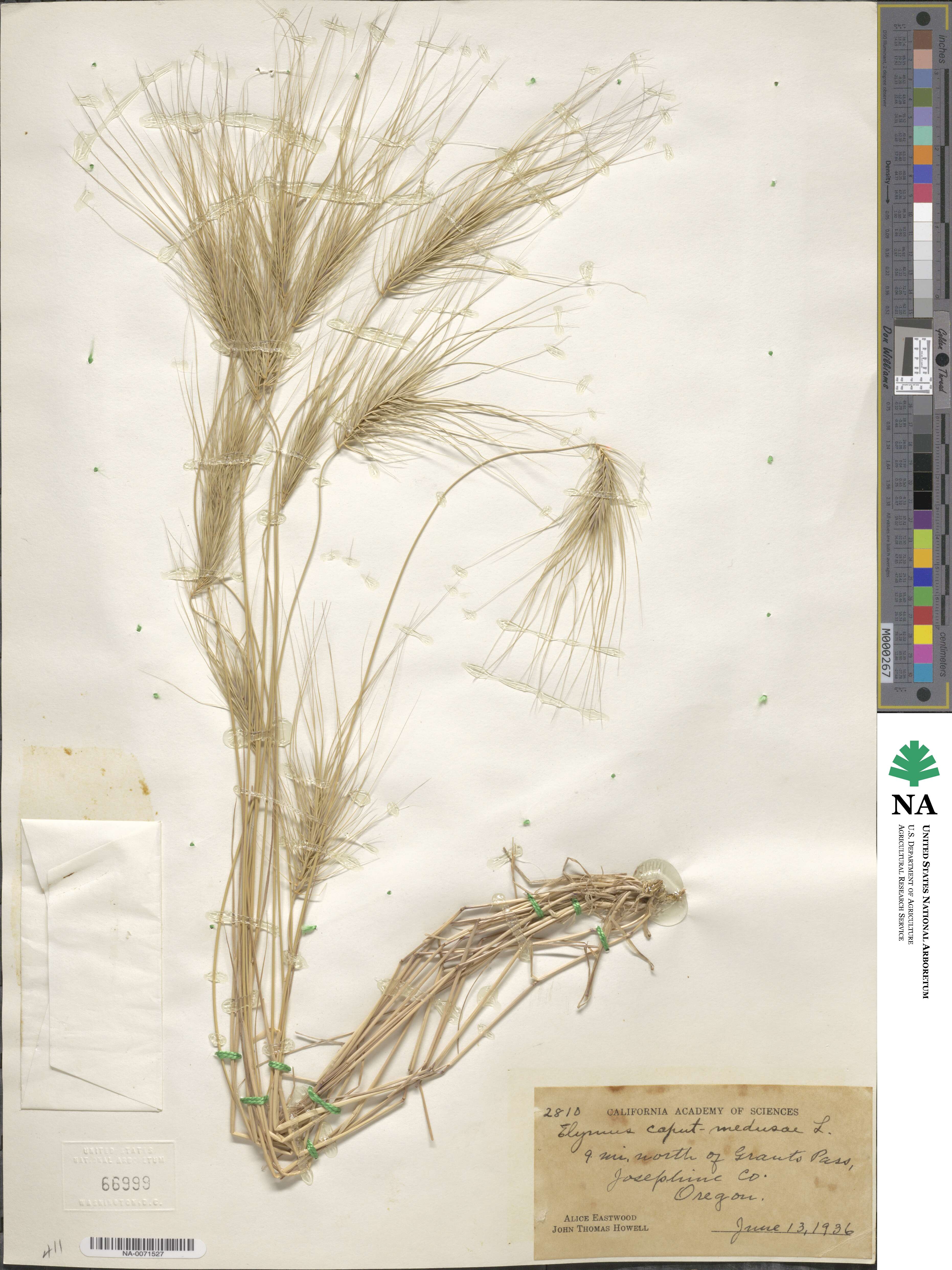Taeniatherum caput-medusae image