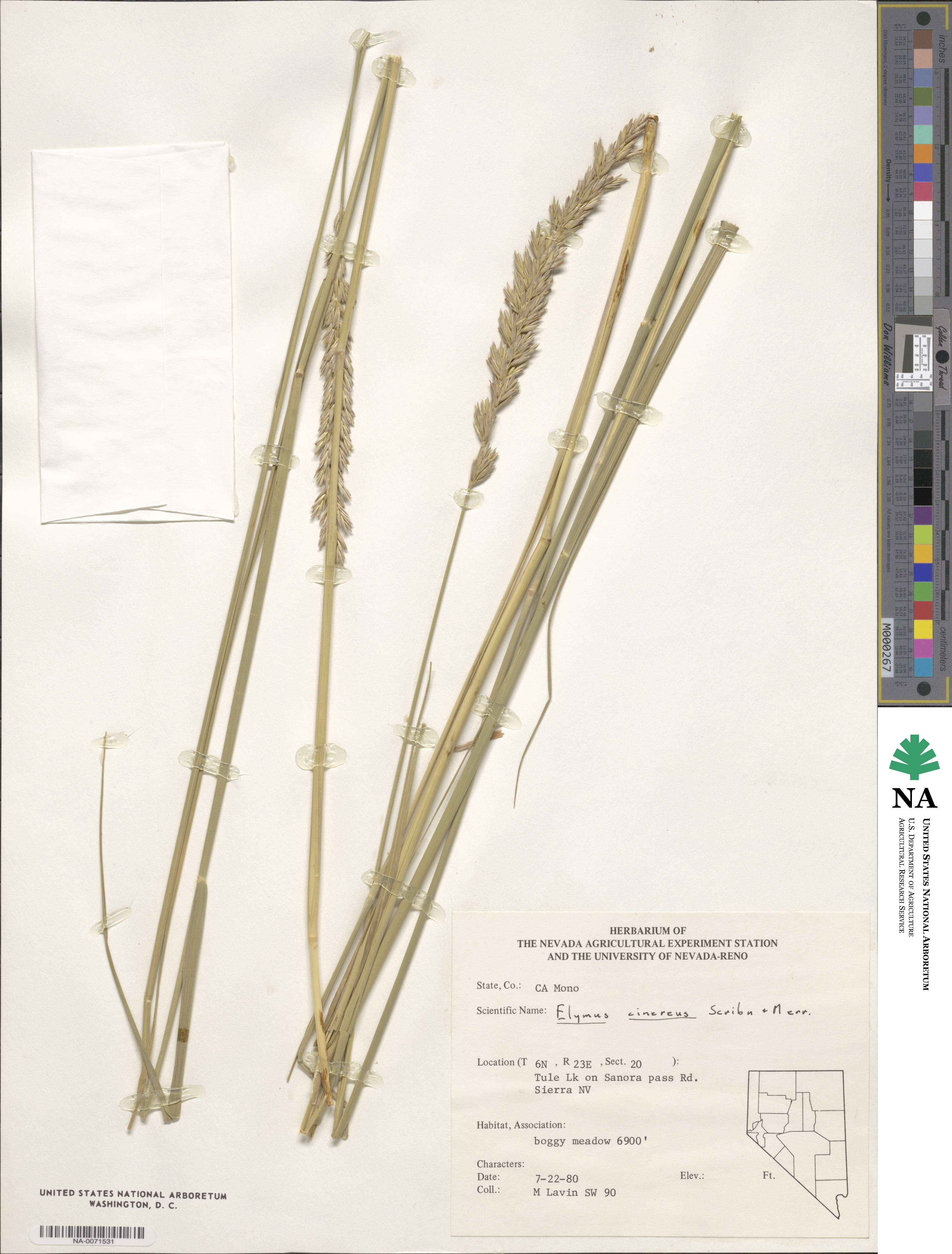 Leymus cinereus image