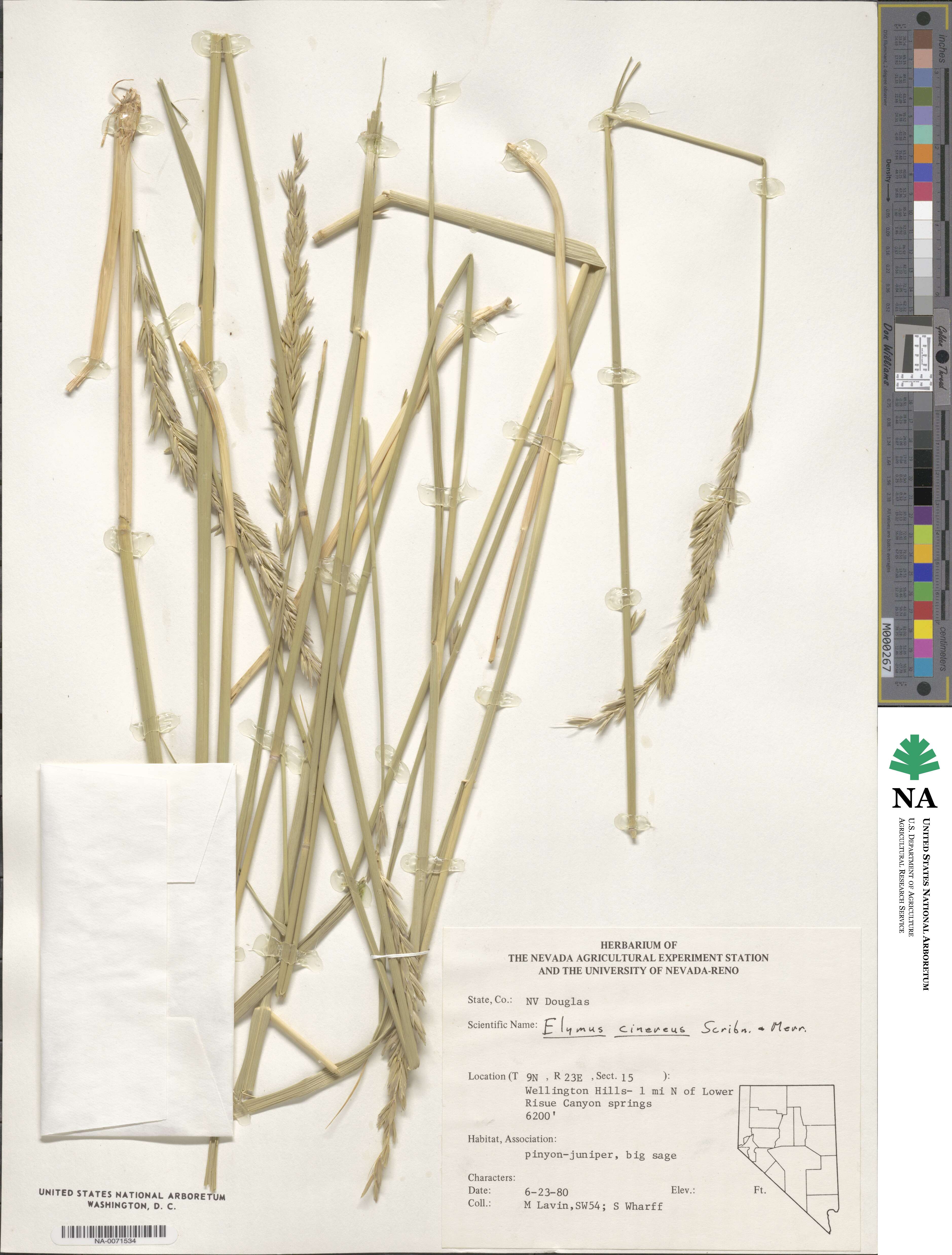 Leymus cinereus image