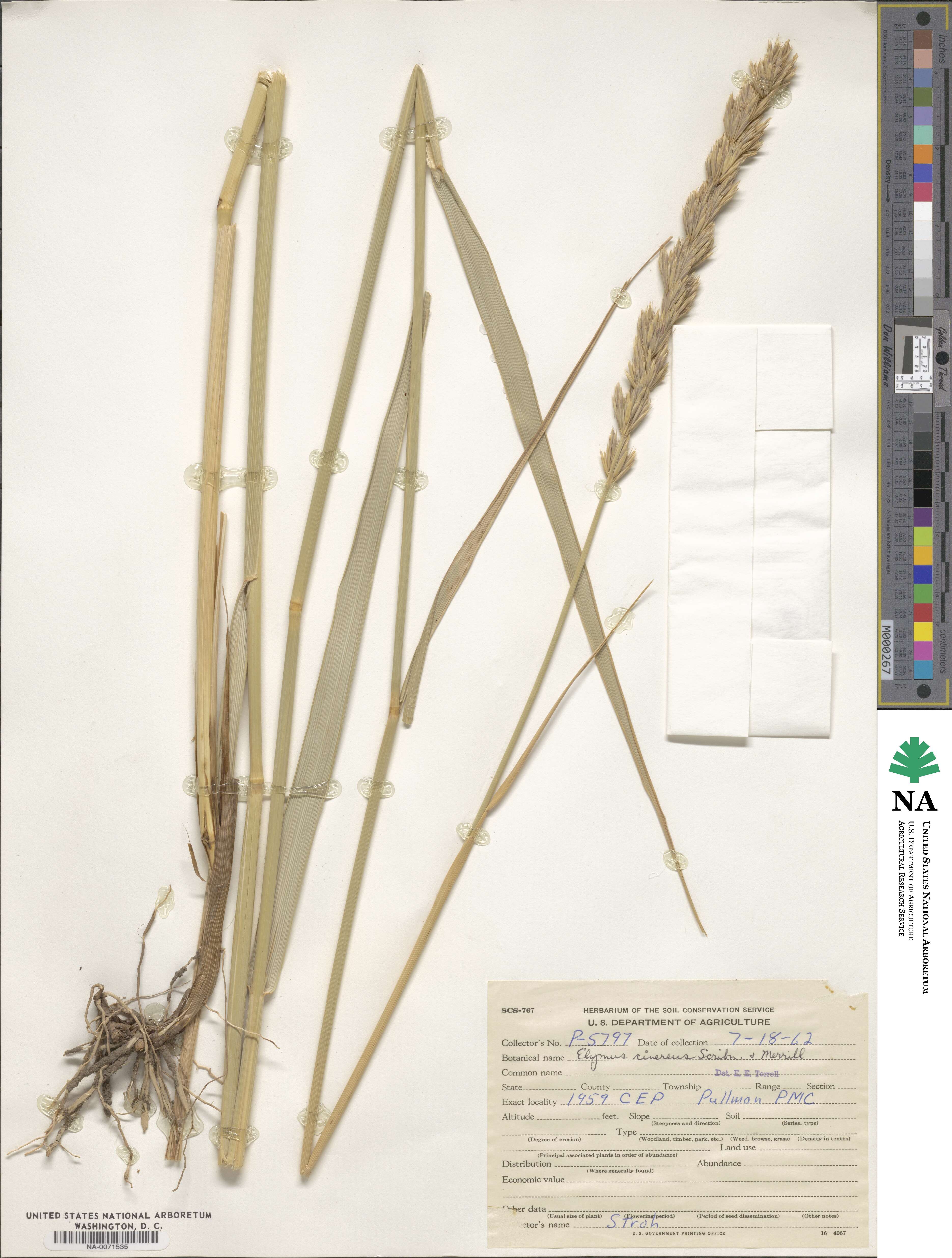 Leymus cinereus image