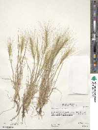 Image of Elymus elymoides