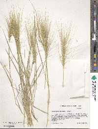 Elymus elymoides image