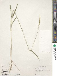 Elymus glaucus image