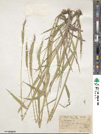 Elymus glaucus image