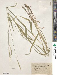 Elymus glaucus image