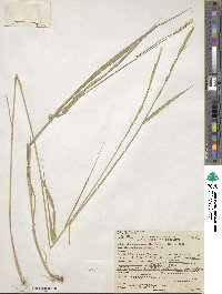 Elymus glaucus image