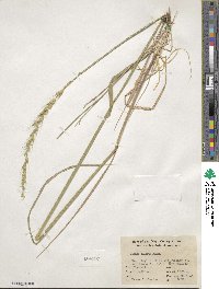 Elymus glaucus image