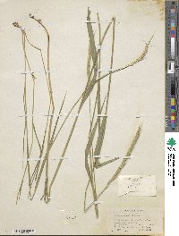 Elymus glaucus image