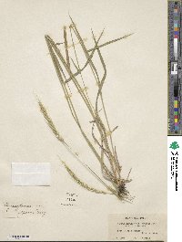 Elymus glaucus image