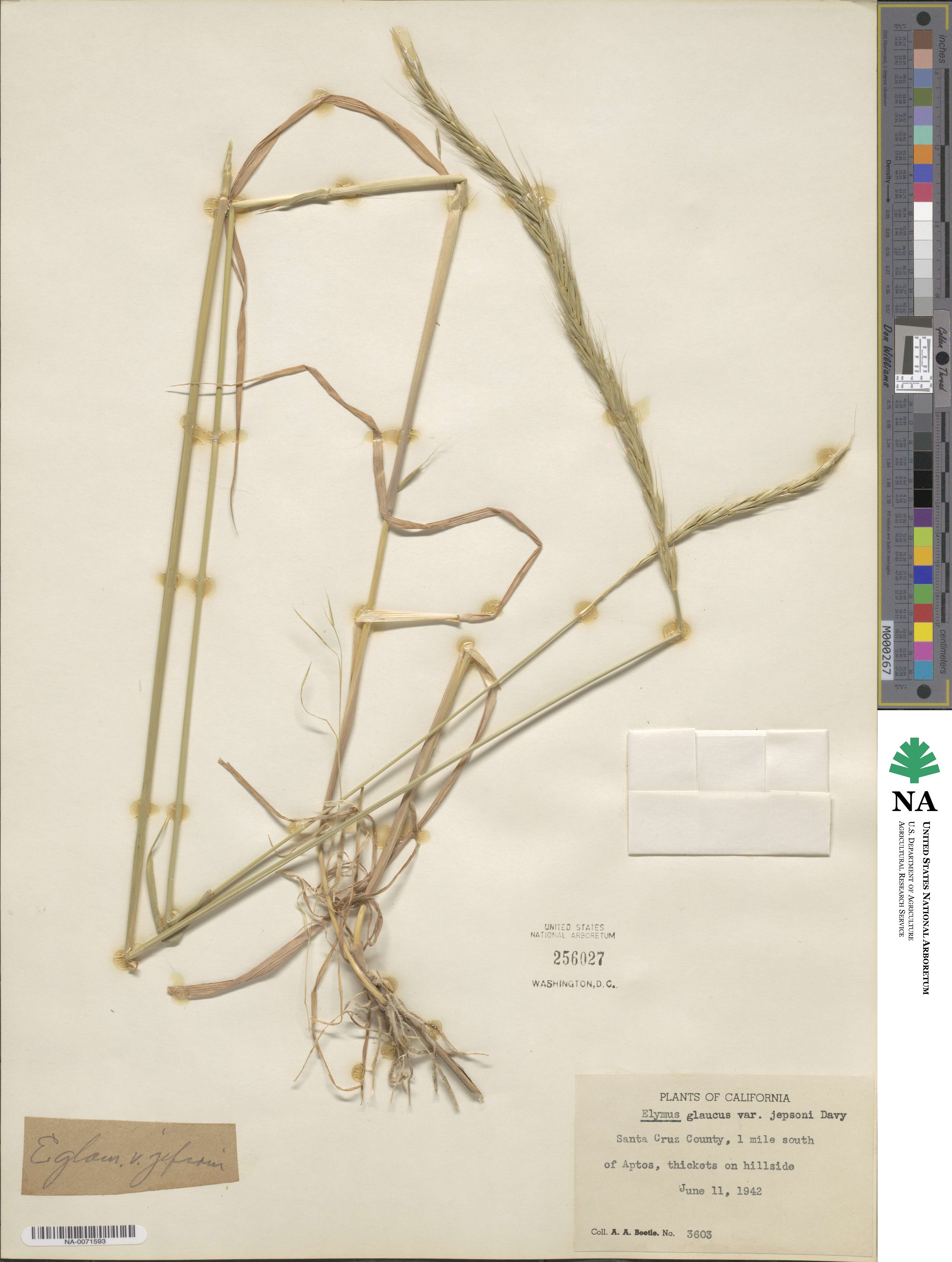 Elymus glaucus subsp. glaucus image