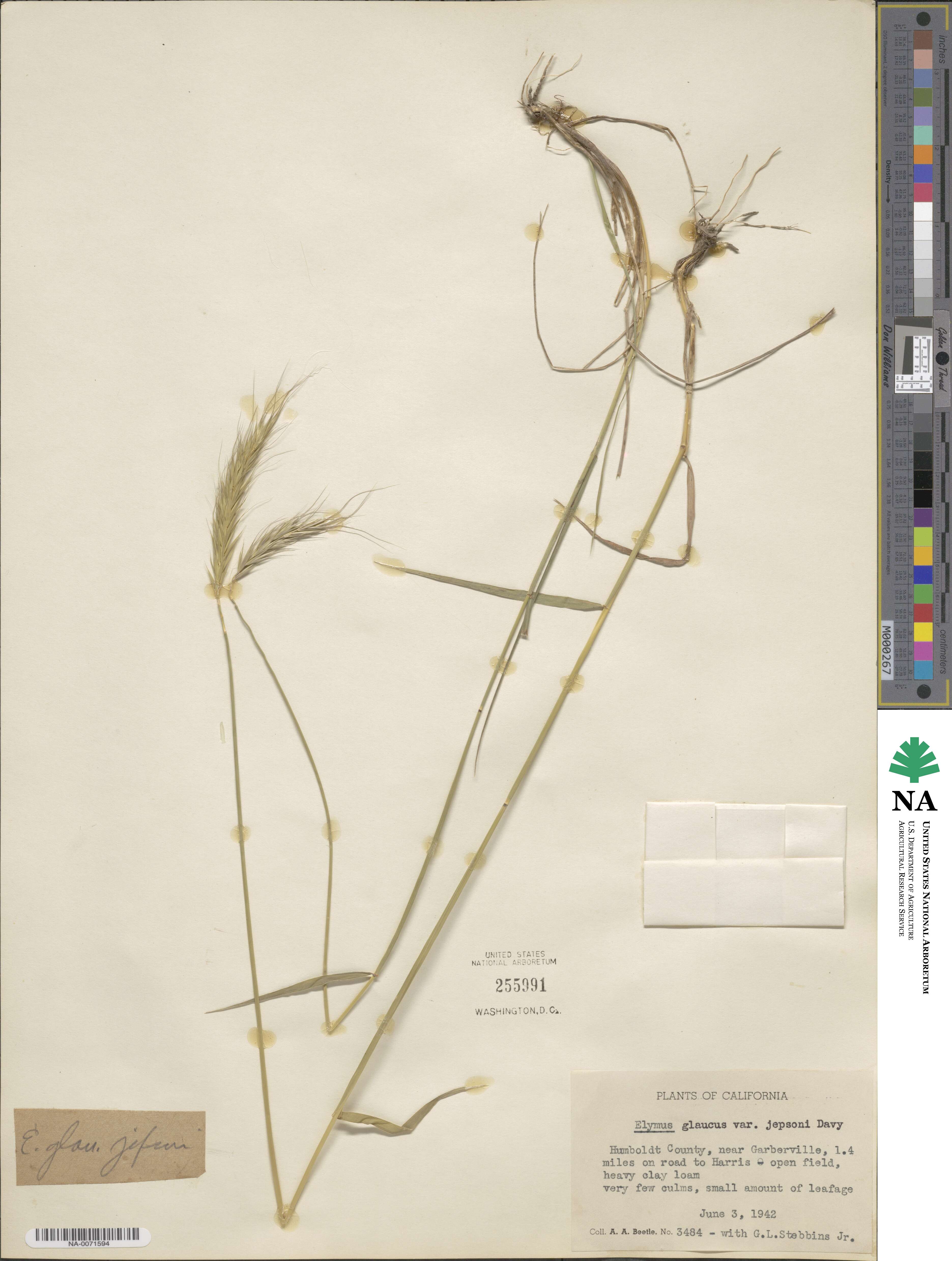 Elymus glaucus subsp. glaucus image