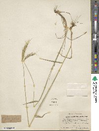 Elymus glaucus subsp. glaucus image